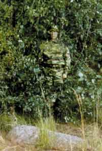 Полегший камыш